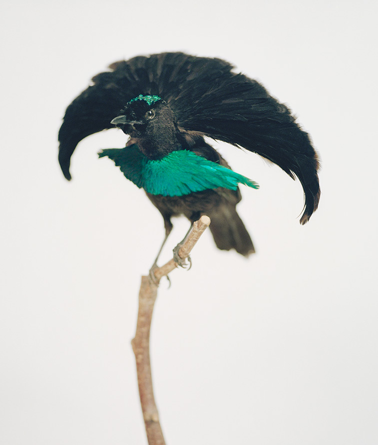 Superb Bird of Paradise by Eric Davidsson